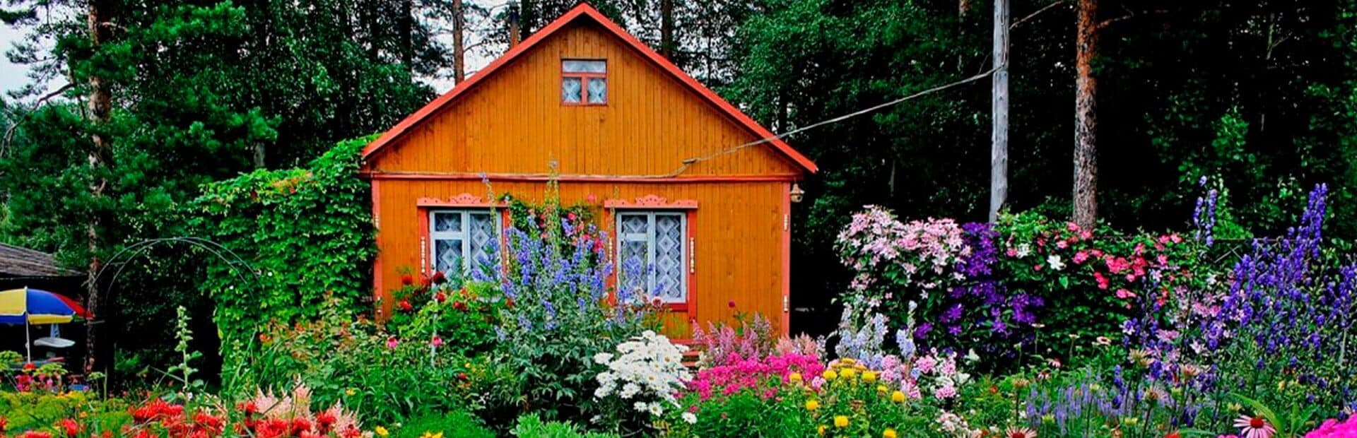 Dacha artwork