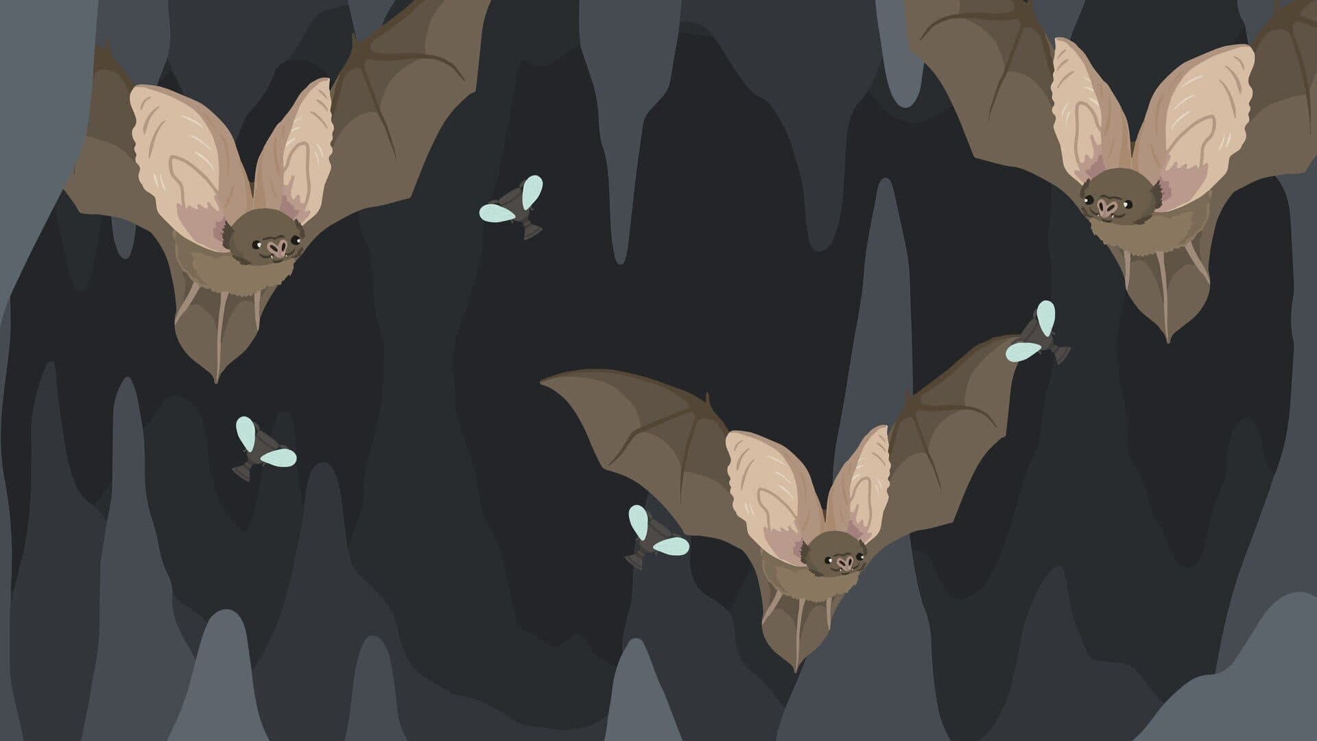The Bat D artwork