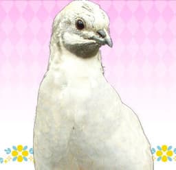 Nanaki Kazuaki