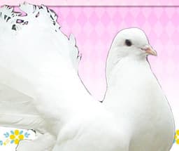Sakuya Le Bel Shirogane