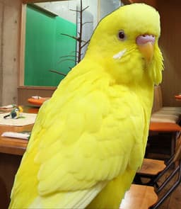 Rabu