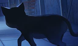 Black Cat