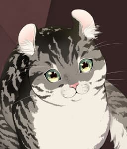 Stray Cat