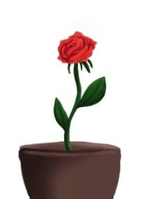 Rose