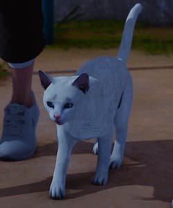 Cat