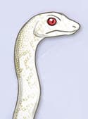 Haku