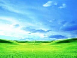 The Meadow cover