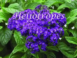 Heliotropes cover