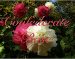 Confederate Rose cover