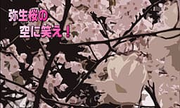 Laugh at the Petal-Filled Sky! cover