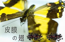 Himaku no Hane cover