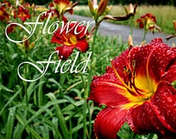 Flower Field cover