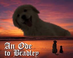 An Ode to Bradley cover