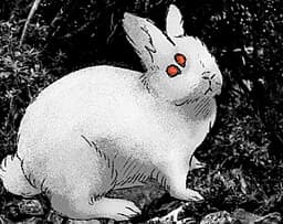 The Rabbit Is Hungry cover