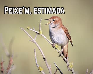 Peixe'm, estimada cover