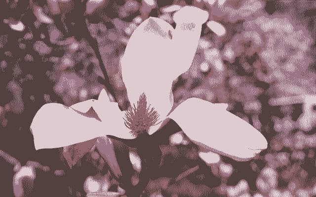Missing the Magnolias Again cover
