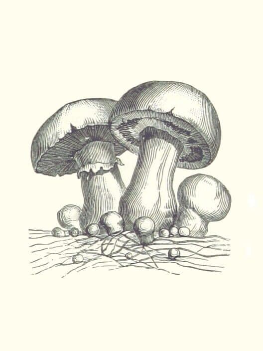 Acephalus cover