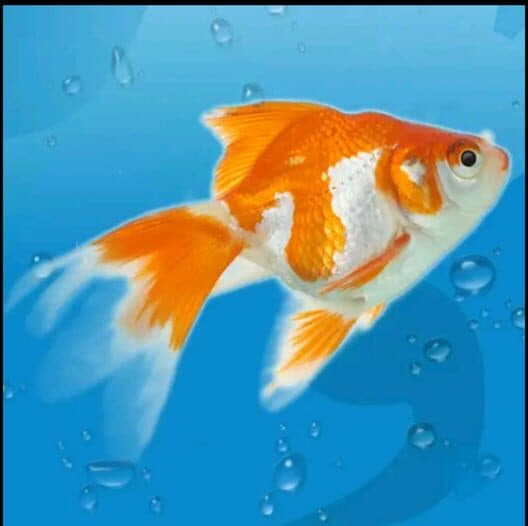 AquaLife 3D cover