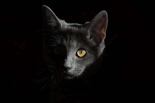 Forever Meow cover