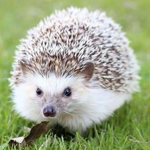 Hedgehog Pet cover