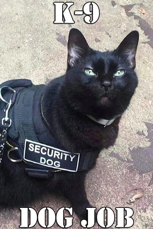 K-9 Dog Job cover