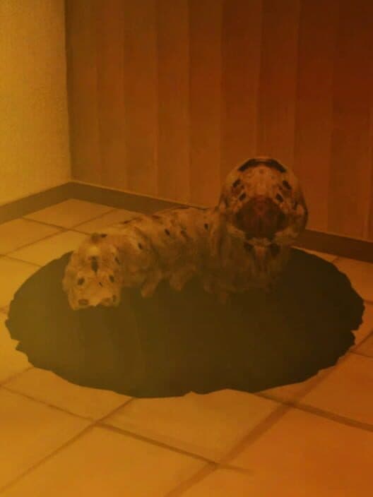 Petsitting cover