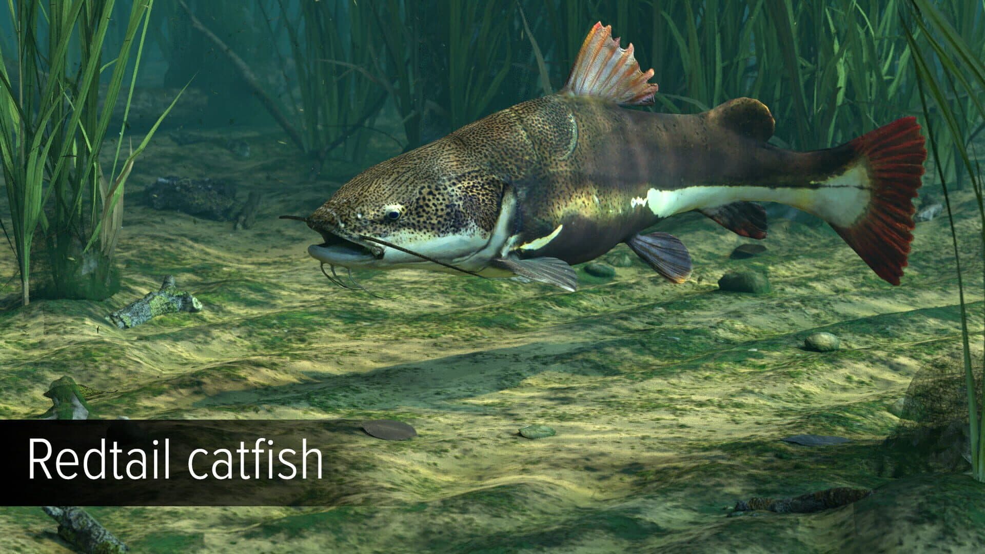 Ultimate Fishing Simulator VR: Amazon River artwork
